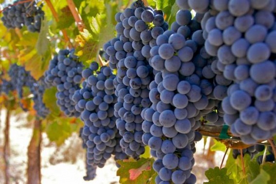A Tripura farmer dreams to own a vineyard A Tripura farmer dreams to own a vineyard